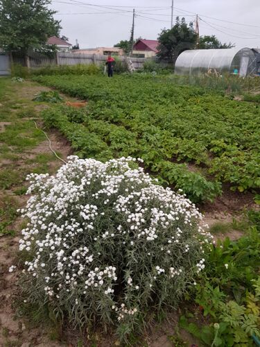 Фото из объявления