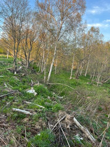 Фото из объявления