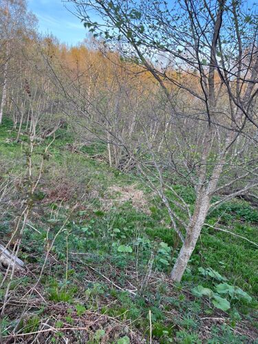 Фото из объявления