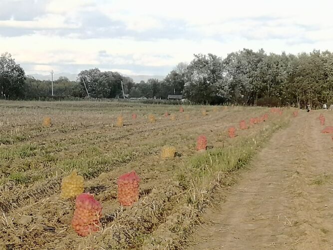 Фото из объявления