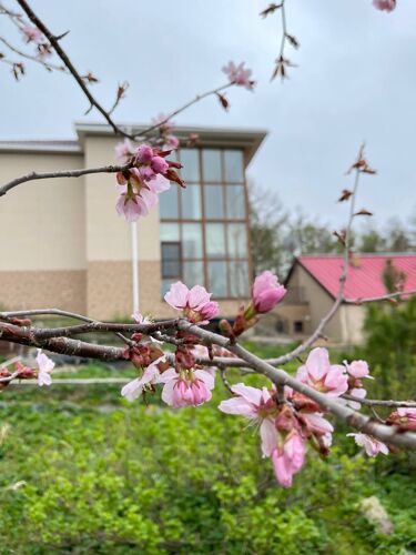 Фото из объявления