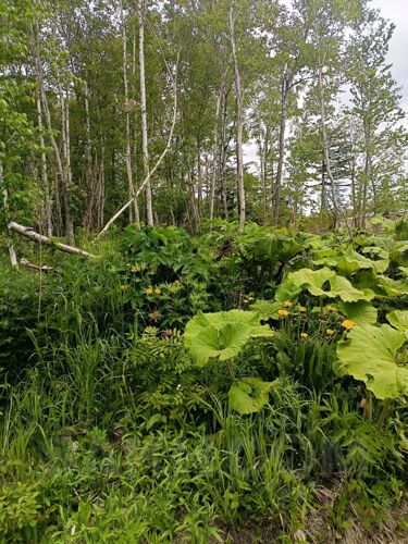 Фото из объявления