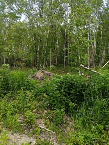 Фото из объявления