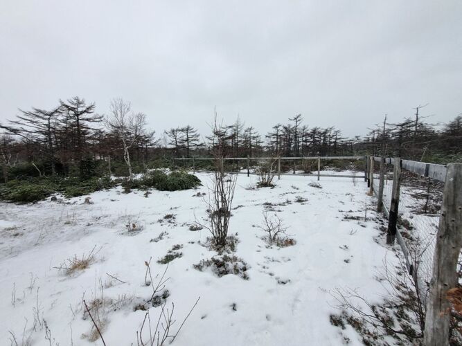 Фото из объявления