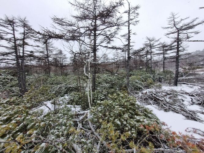 Фото из объявления