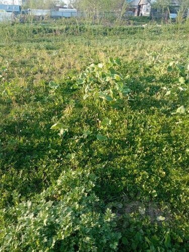 Фото из объявления