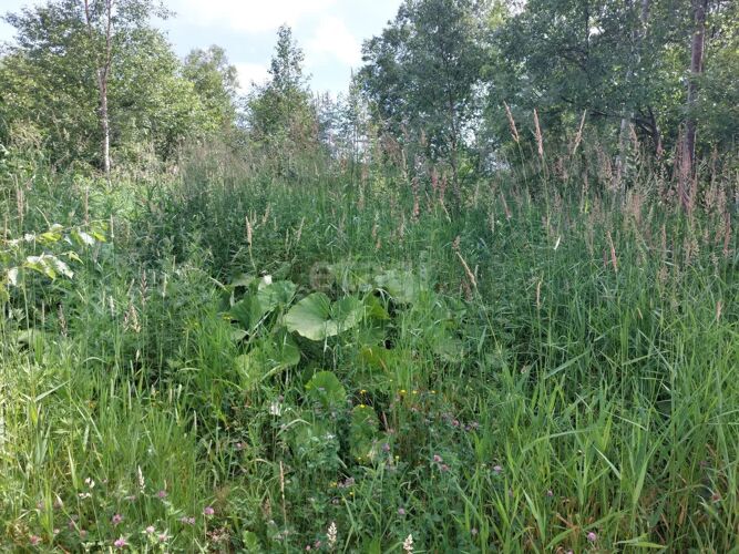 Фото из объявления