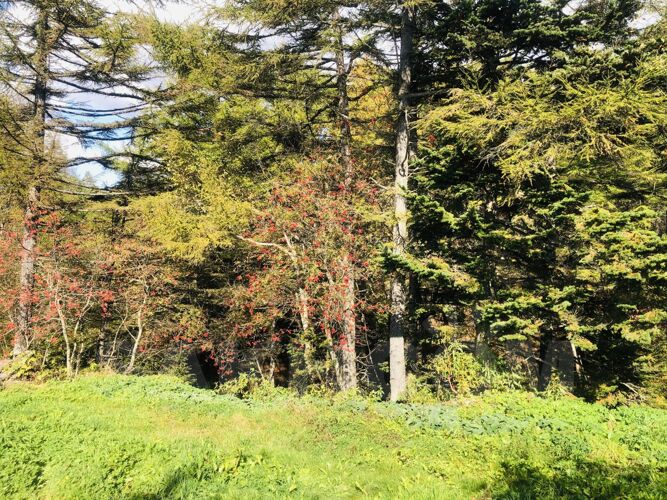 Фото из объявления