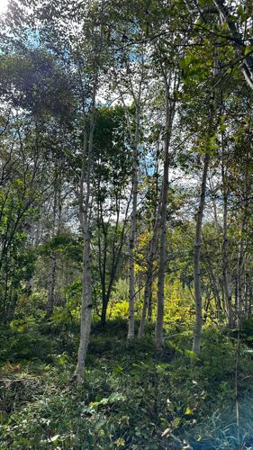 Фото из объявления