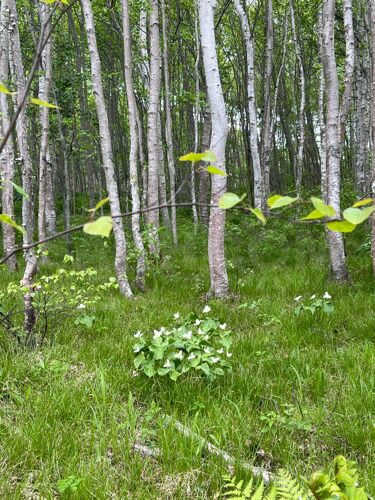 Фото из объявления