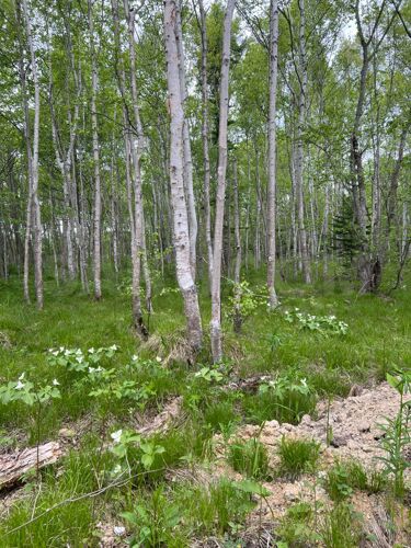 Фото из объявления