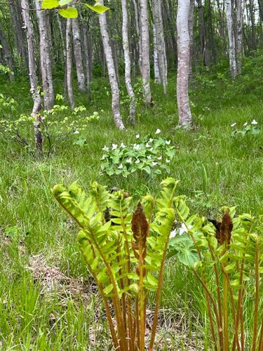 Фото из объявления