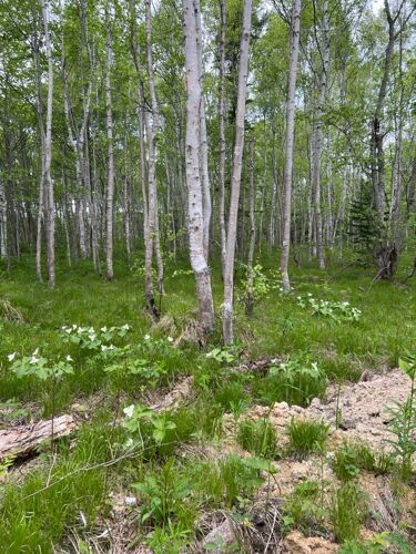 Фото из объявления