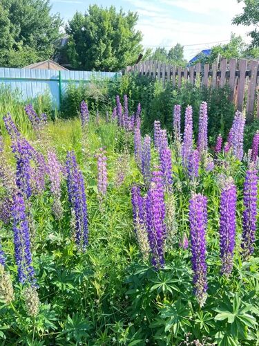 Фото из объявления