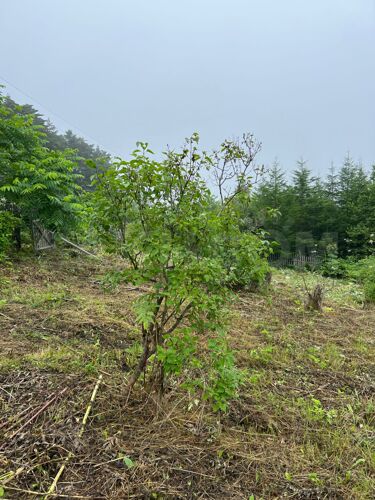 Фото из объявления