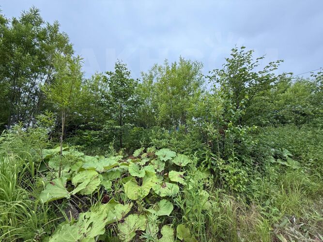 Фото из объявления