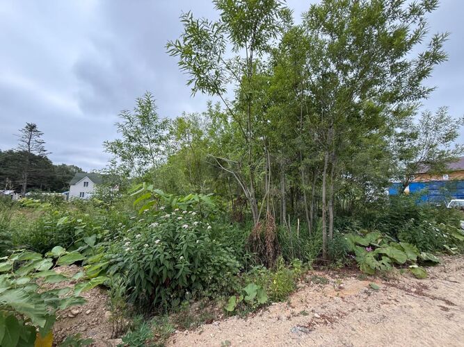 Фото из объявления