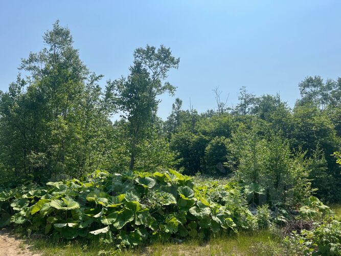 Фото из объявления