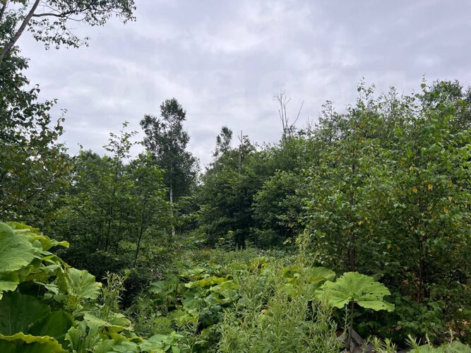 Фото из объявления