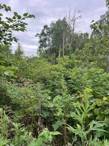 Фото из объявления