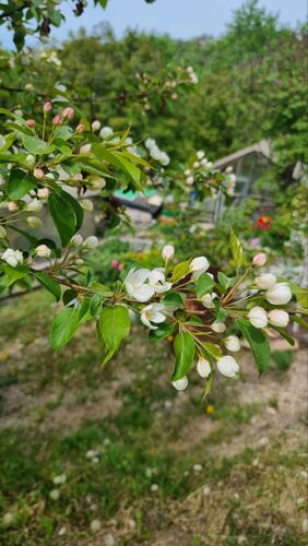 Фото из объявления