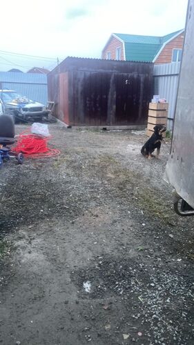 Фото из объявления