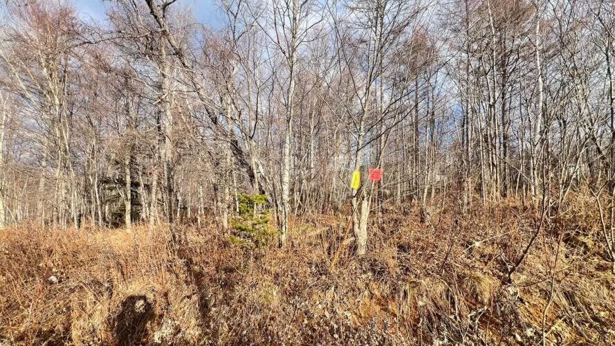 Фото из объявления