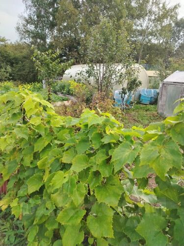 Фото из объявления