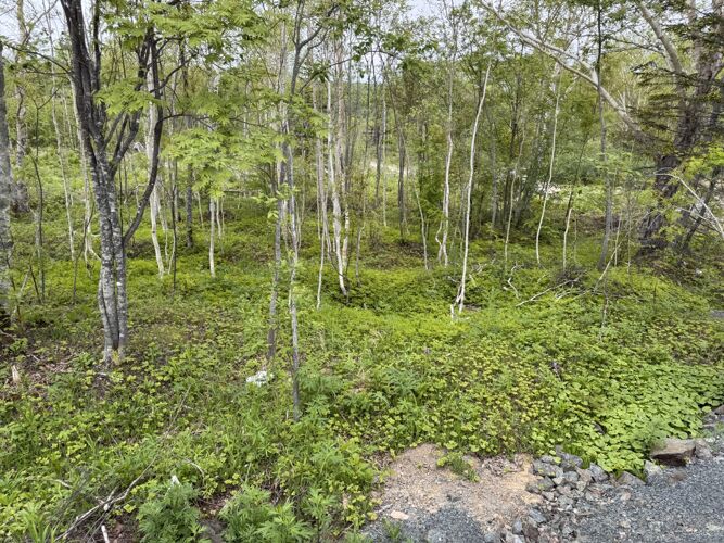 Фото из объявления