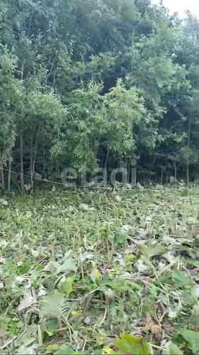 Фото из объявления