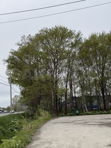 Фото из объявления