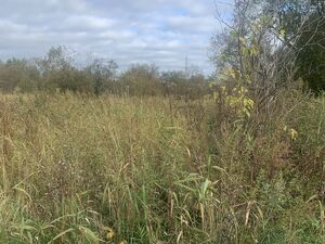 Фото объявления №827550