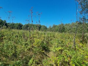 Фото объявления №833470